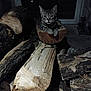 cat, tabby, firewood, log, wood, animal, pet, indoor, dark, pile, resting, curious, feline, woodpile, cozy, nature, domestic, quiet, relaxed, mammal