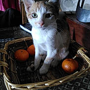 Ariel a rejoint le concours — aidez-le/la à gagner de superbes lots ! cat, basket, orange, fruit, table, indoor, furniture, stone_wall, wood, domestic_animal, pet, curious, sitting, closeup, whiskers, ears, eyes, animal, cozy, rustic