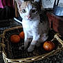 cat, basket, orange, fruit, table, indoor, furniture, stone_wall, wood, domestic_animal, pet, curious, sitting, closeup, whiskers, ears, eyes, animal, cozy, rustic