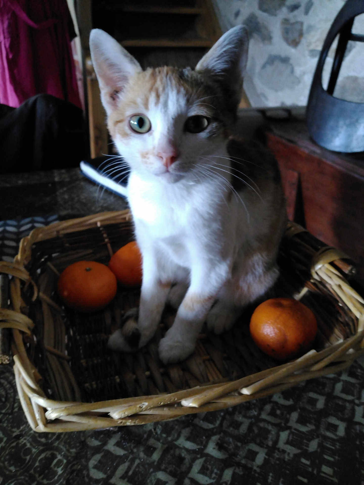 Ariel a rejoint le concours — aidez-le/la à gagner de superbes lots ! cat, basket, orange, fruit, table, indoor, furniture, stone_wall, wood, domestic_animal, pet, curious, sitting, closeup, whiskers, ears, eyes, animal, cozy, rustic