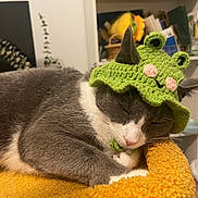 Kaju is registered to the contest to win money with this photo: animal, bed, cat, cozy, crocheted_hat, cute, domestic_cat, feline, furry, gray_and_white, green_hat, home, indoor, knitted_hat, nap, orange_bed, pet, resting, sleeping, soft