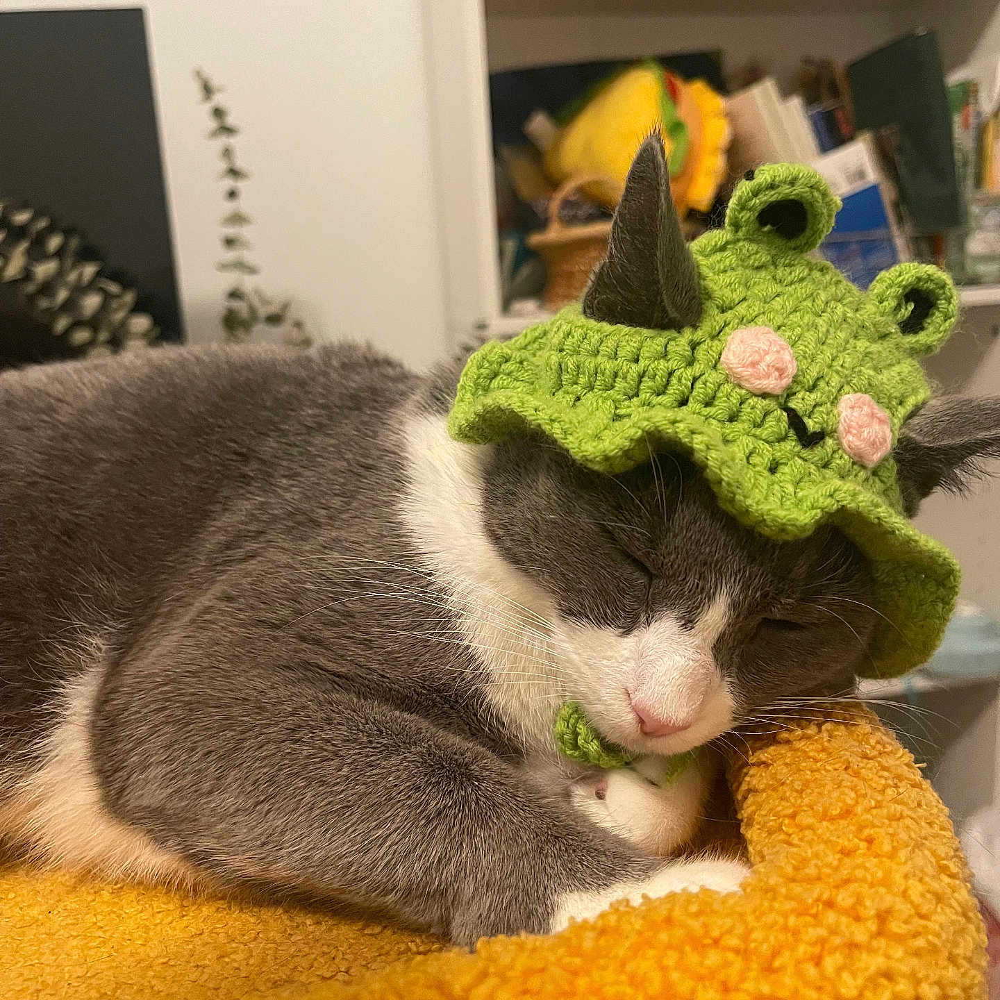 Kaju is registered to the contest to win money with this photo: animal, bed, cat, cozy, crocheted_hat, cute, domestic_cat, feline, furry, gray_and_white, green_hat, home, indoor, knitted_hat, nap, orange_bed, pet, resting, sleeping, soft