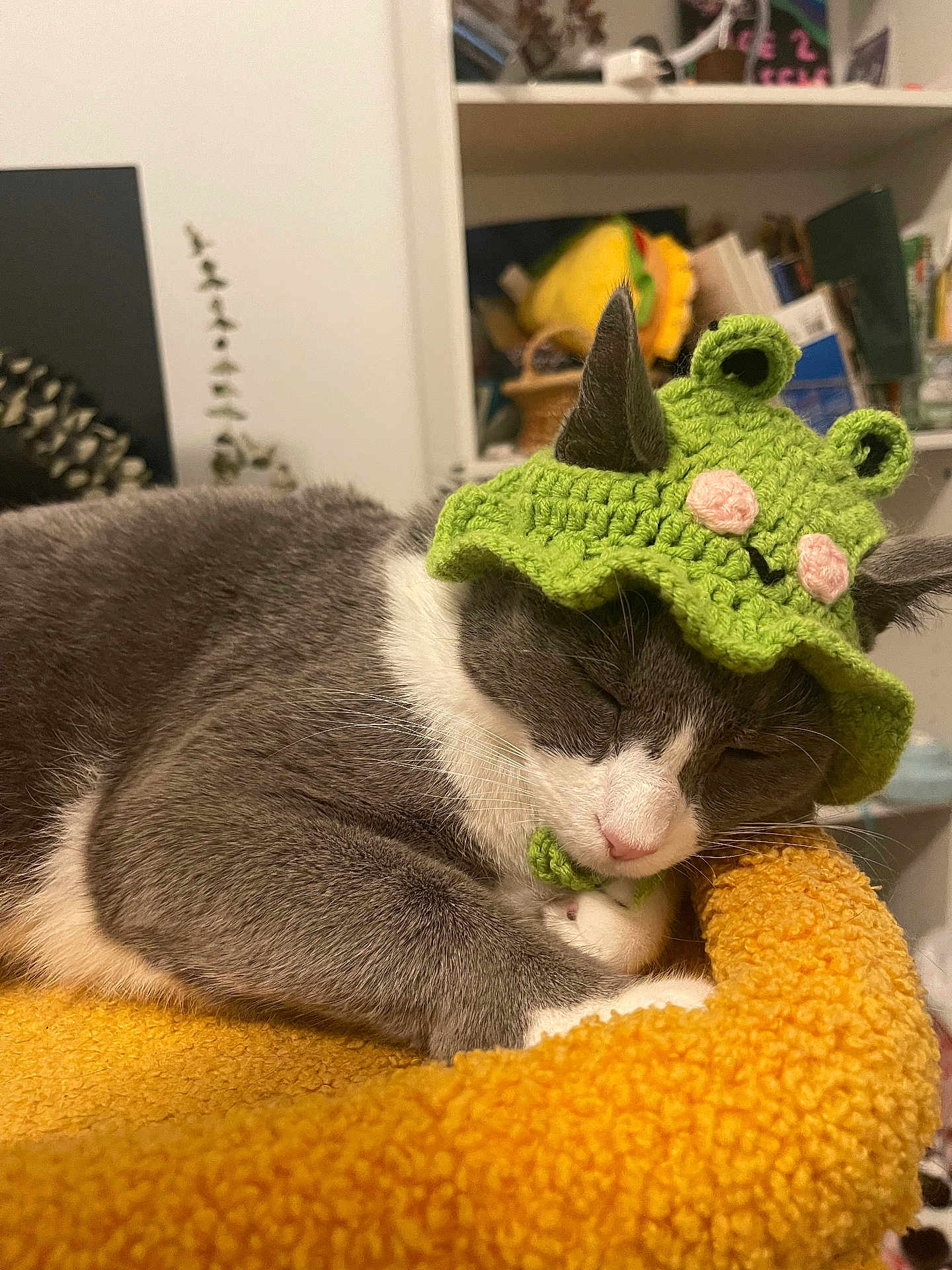 Kaju is registered to the contest to win money with this photo: animal, bed, cat, cozy, crocheted_hat, cute, domestic_cat, feline, furry, gray_and_white, green_hat, home, indoor, knitted_hat, nap, orange_bed, pet, resting, sleeping, soft