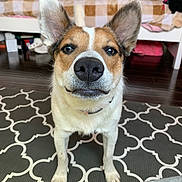 Dixie joined the competition — help win amazing prizes! dog, pet, animal, indoors, carpet, bed, plush_toy, floor, ears, fur, snout, nose, eyes, collar, cute, looking_at_camera, home, wooden_floor, furniture, patterned_rug