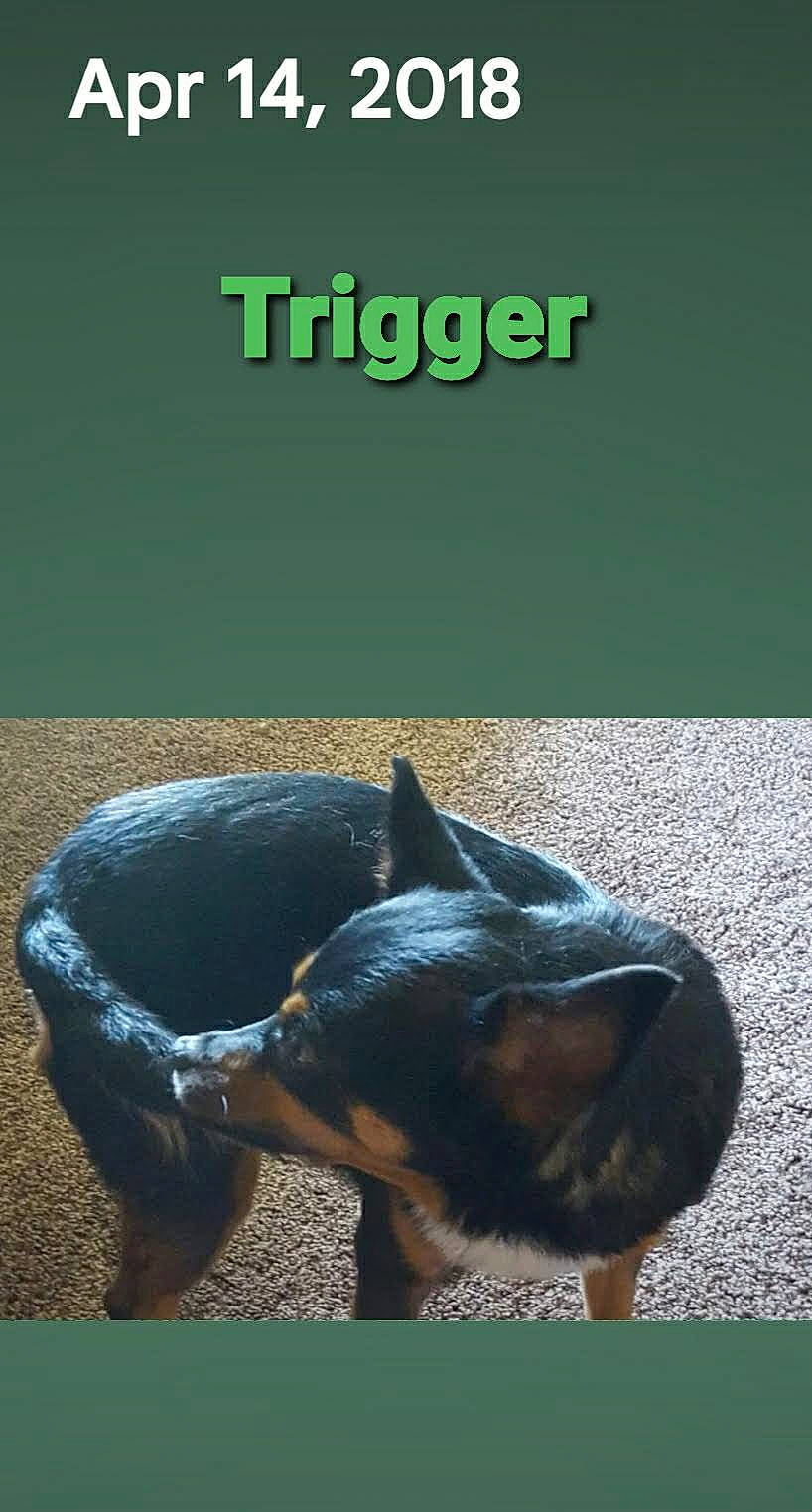 Trigger joined the competition — help win amazing prizes! carnivore, companion_dog, dog, dog_breed, ear, fawn, font, grass, guard_dog, paw, pet_supply, snout, sporting_group, tail, terrestrial_animal, toy_dog, whiskers, wildlife, working_animal, working_dog