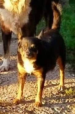 Trigger joined the competition — help win amazing prizes! canidae, carnivore, companion_dog, dog, dog_breed, fur, happy, heat, paw, sharing, soil, tail, terrestrial_animal, working_animal, working_dog