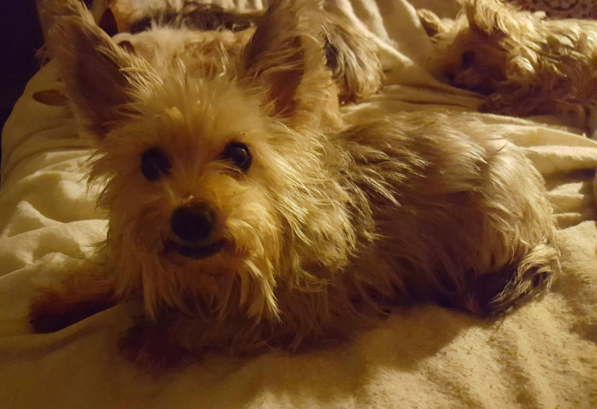 George joined the competition — help win amazing prizes! australian_terrier, biewer_terrier, canidae, carnivore, companion_dog, dog, dog_breed, fur, maltepoo, non_sporting_group, scottish_terrier, small_terrier, snout, sporting_group, terrestrial_animal, terrier, toy_dog, working_animal, yorkipoo