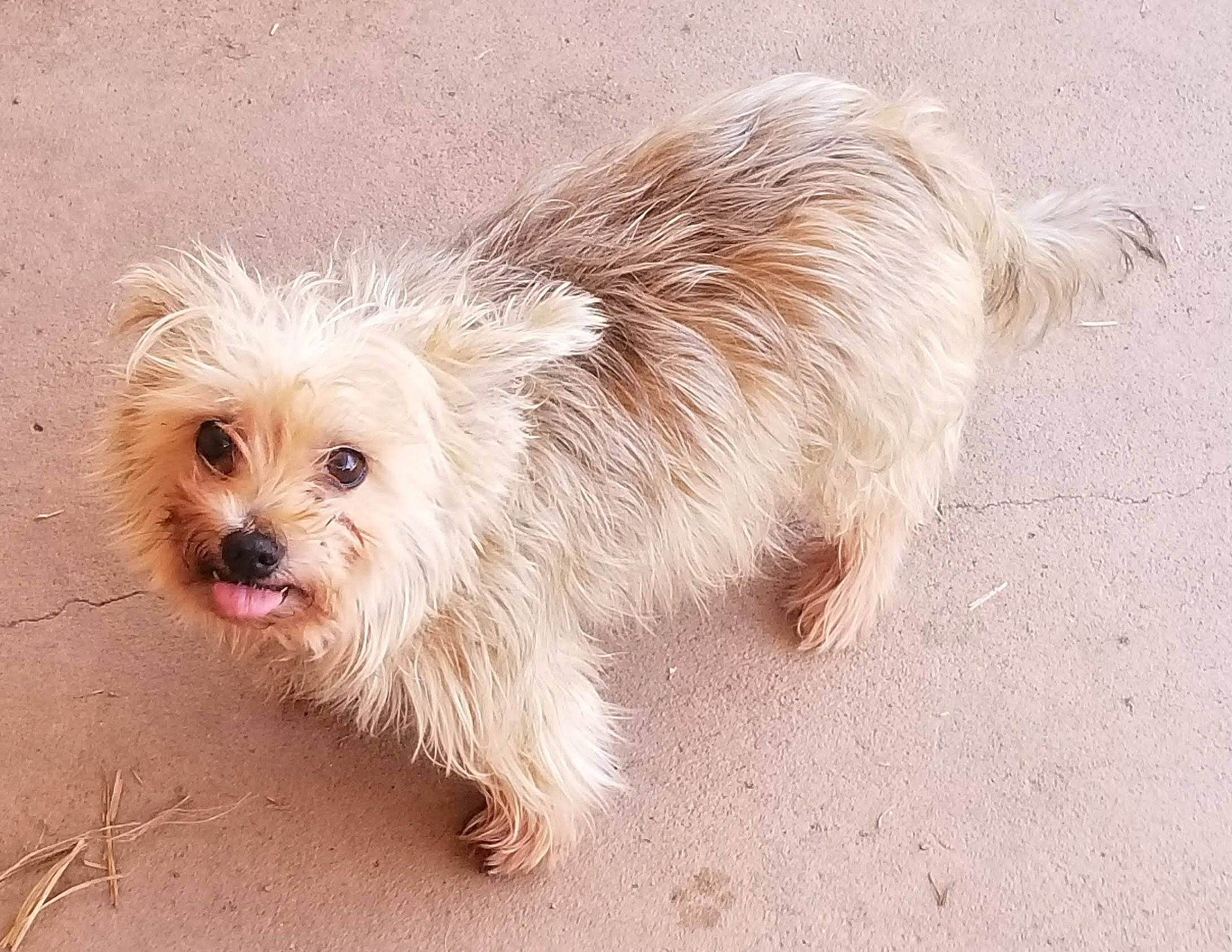 George joined the competition — help win amazing prizes! biewer_terrier, canidae, carnivore, cockapoo, companion_dog, dog, dog_breed, fur, liver, mal_shi, non_sporting_group, poodle_crossbreed, puppy_love, shih_poo, small_terrier, sporting_group, terrier, toy_dog, working_animal, yorkipoo