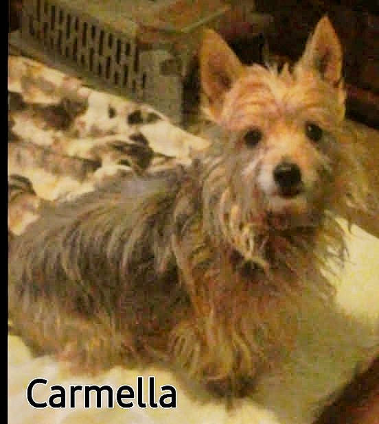 Carmie joined the competition — help win amazing prizes! ancient_dog_breeds, australian_terrier, biewer_terrier, canidae, carnivore, companion_dog, dog, dog_breed, event, fur, liver, photo_caption, small_terrier, snout, sporting_group, terrestrial_animal, terrier, toy_dog, water_dog