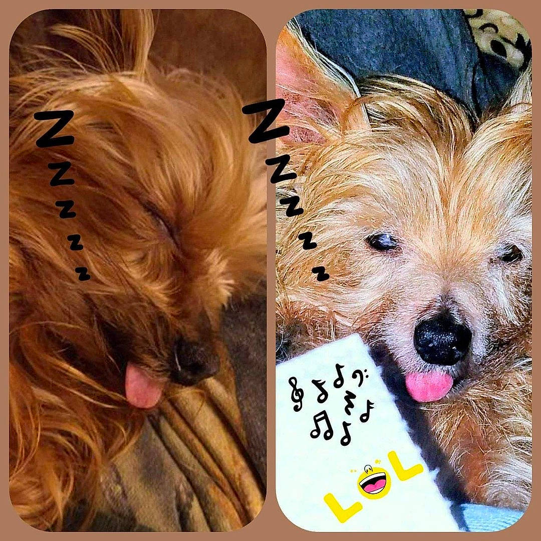 Carmie joined the competition — help win amazing prizes! canidae, carnivore, companion_dog, dog, dog_breed, dog_supply, ear, eyelash, fashion_accessory, fawn, font, fur, happy, liver, paw, selfie, snout, sporting_group, toy_dog, whiskers