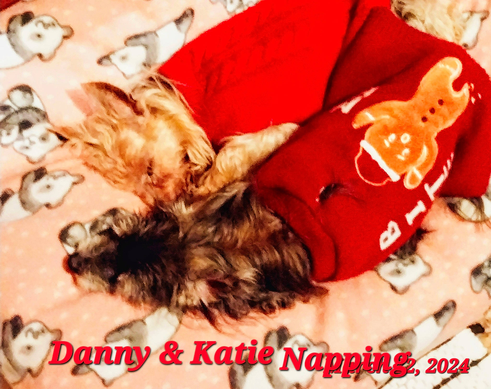 Danny joined the competition — help win amazing prizes! bed, bedding, comfort, companion_dog, dog, dog_breed, dog_supply, flesh, font, fur, happy, linens, liver, nap, paw, photo_caption, pillow, room, thigh, toy_dog
