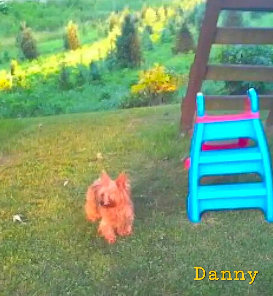 Danny is registered to the contest to win money with this photo: carnivore, companion_dog, dog, dog_breed, fawn, grass, grassland, green, landscape, lawn, leisure, liver, natural_landscape, outdoor_furniture, plant, shrub, sporting_group, summer, tail, tree