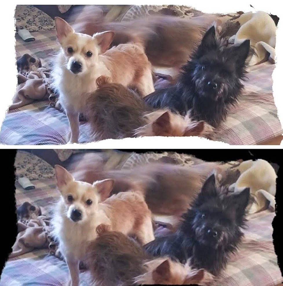 Katie joined the competition — help win amazing prizes! canidae, carnivore, collage, companion_dog, dog, dog_breed, ear, fawn, fur, liver, mammal, photo_caption, photograph, snapshot, snout, sporting_group, tail, toy_dog, vertebrate, whiskers