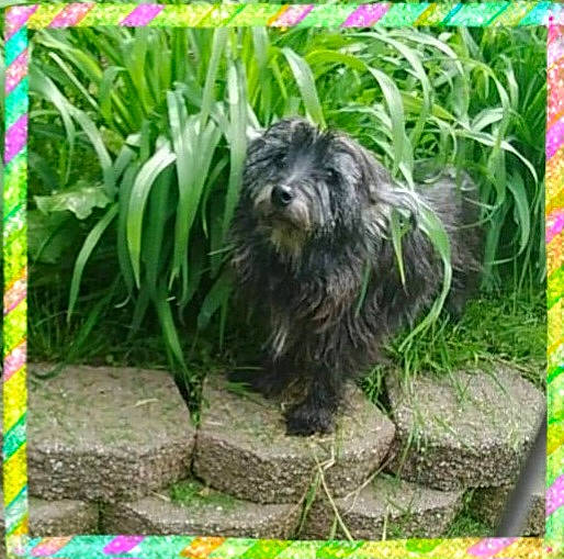 Katie joined the competition — help win amazing prizes! annual_plant, botany, carnivore, companion_dog, dog, dog_breed, flower, garden, grass, groundcover, plant, rectangle, shrub, small_terrier, sporting_group, terrestrial_plant, terrier, toy_dog, water_dog, working_animal