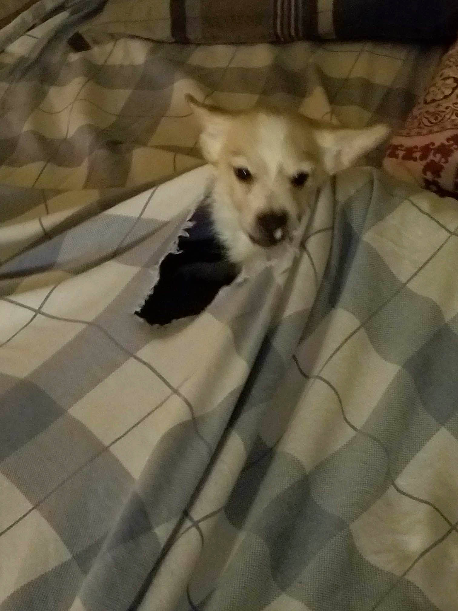 Rudolph joined the competition — help win amazing prizes! beige, carnivore, comfort, companion_dog, couch, dog, dog_breed, dog_supply, fawn, floor, flooring, hardwood, linens, pattern, snout, sporting_group, tail, toy_dog, wood, working_animal