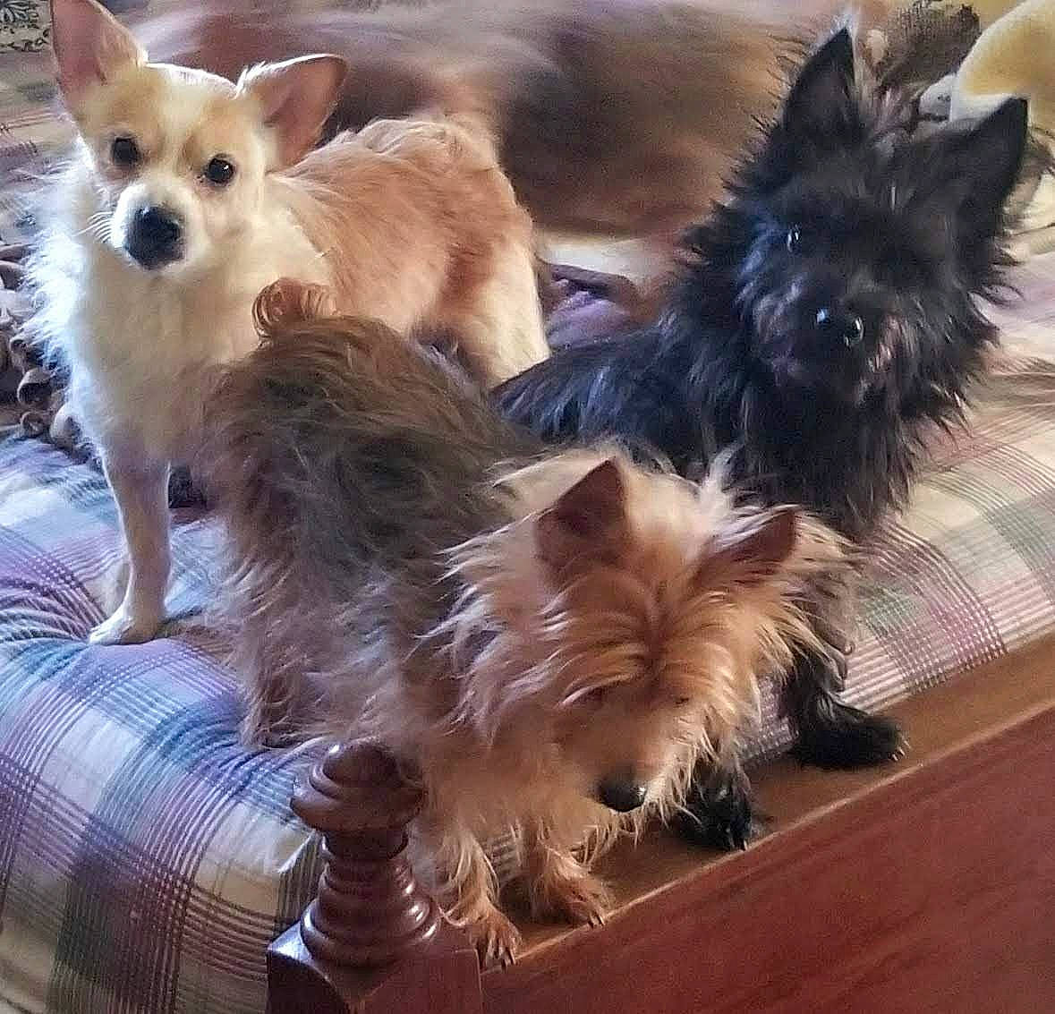 Rudolph is registered to the contest to win money with this photo: canidae, carnivore, companion_dog, corgi_chihuahua, dog, dog_breed, dog_supply, fawn, fur, liver, non_sporting_group, puppy, small_terrier, snout, sporting_group, tail, terrestrial_animal, toy_dog, whiskers, working_animal