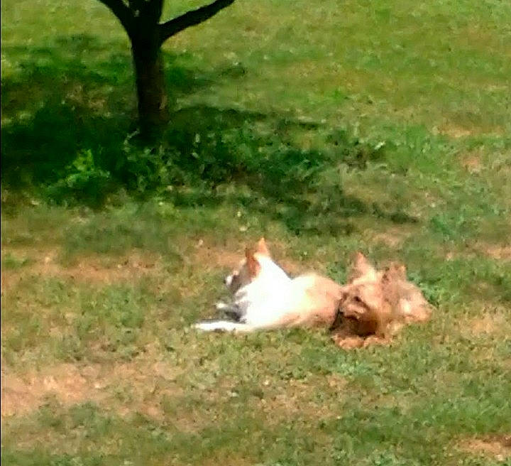 Rudolph is registered to the contest to win money with this photo: carnivore, companion_dog, dog, dog_breed, felidae, grass, grassland, groundcover, landscape, lawn, natural_landscape, non_sporting_group, pasture, plant, small_to_medium_sized_cats, tail, terrestrial_animal, tree, yard