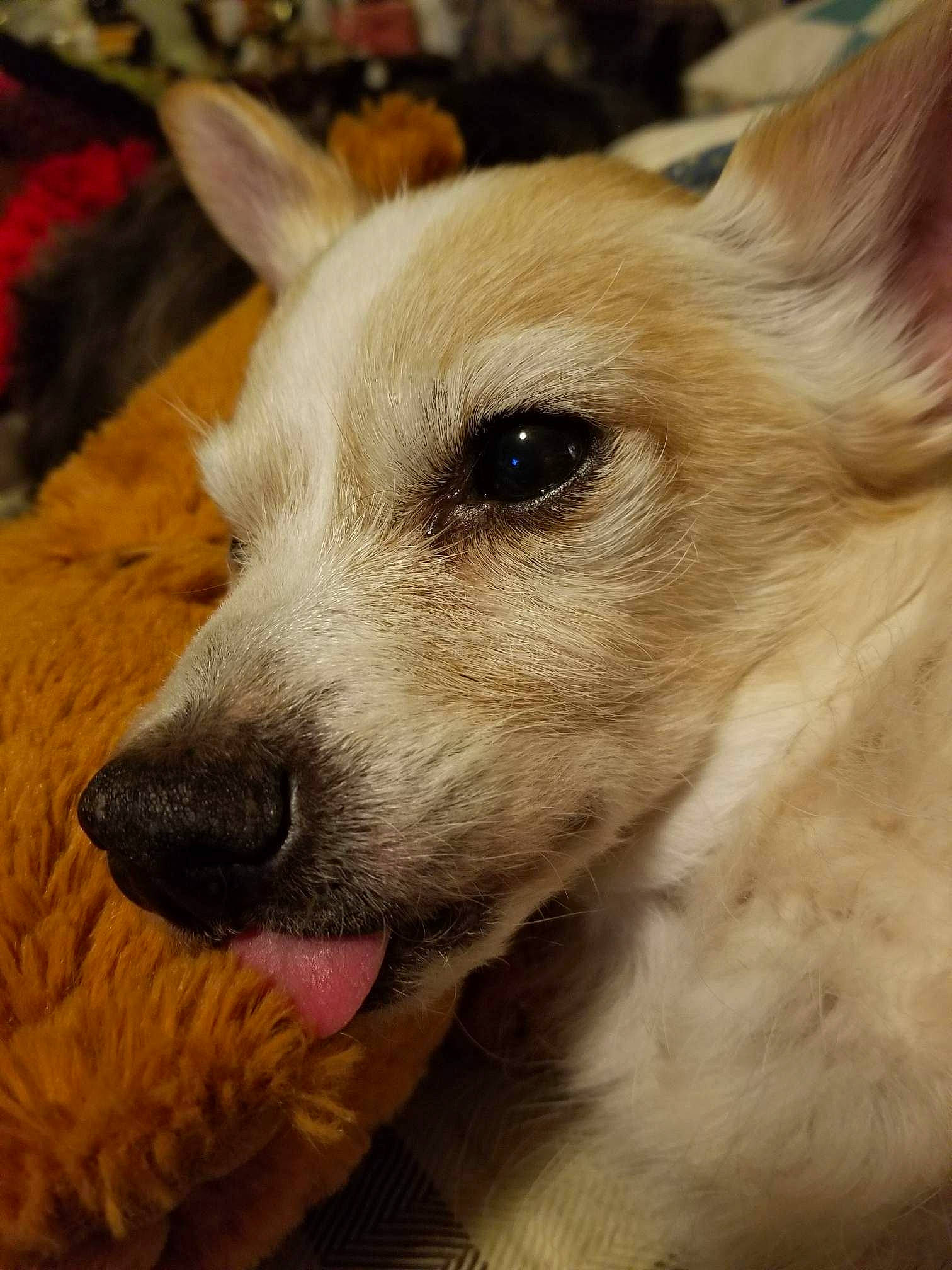 Rudolph joined the competition — help win amazing prizes! ancient_dog_breeds, canidae, carnivore, companion_dog, dog, dog_breed, ear, fawn, fur, non_sporting_group, snout, sporting_group, terrestrial_animal, whiskers, wildlife