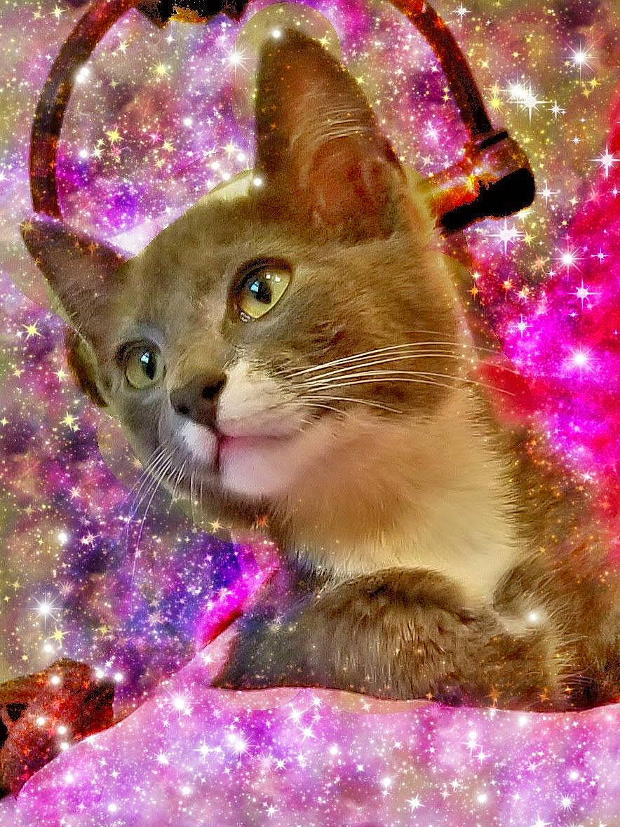 Smoke is registered to the contest to win money with this photo: carnivore, cat, christmas, christmas_decoration, christmas_eve, christmas_ornament, event, fawn, felidae, fur, holiday, holiday_ornament, interior_design, magenta, ornament, pet_supply, pink, small_to_medium_sized_cats, whiskers