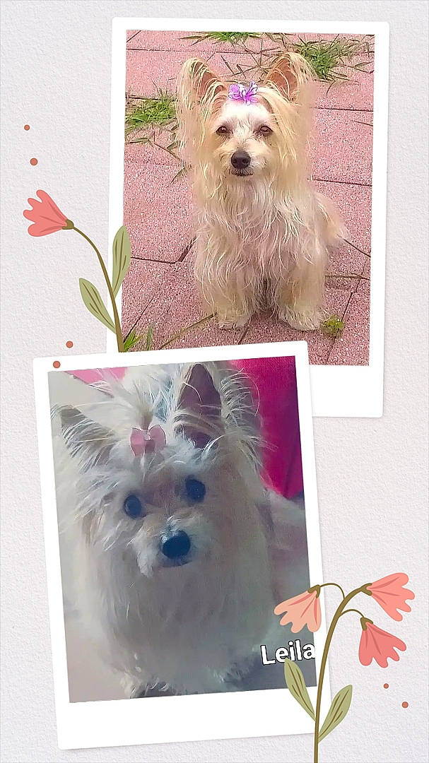 Danny joined the competition — help win amazing prizes! ancient_dog_breeds, canidae, carnivore, collar, companion_dog, creative_arts, dog, dog_breed, dog_supply, fawn, fur, liver, non_sporting_group, pet_supply, small_terrier, snout, sporting_group, toy_dog, water_dog, working_animal