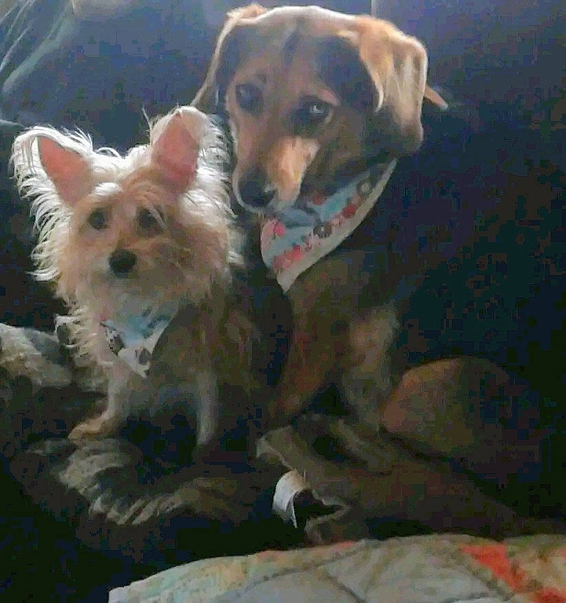 Danny is registered to the contest to win money with this photo: ancient_dog_breeds, australian_terrier, canidae, carnivore, companion_dog, dog, dog_breed, dog_supply, fawn, fur, non_sporting_group, puppy, small_terrier, snout, sporting_group, terrier, texas_heeler, toy_dog, working_animal, working_terrier