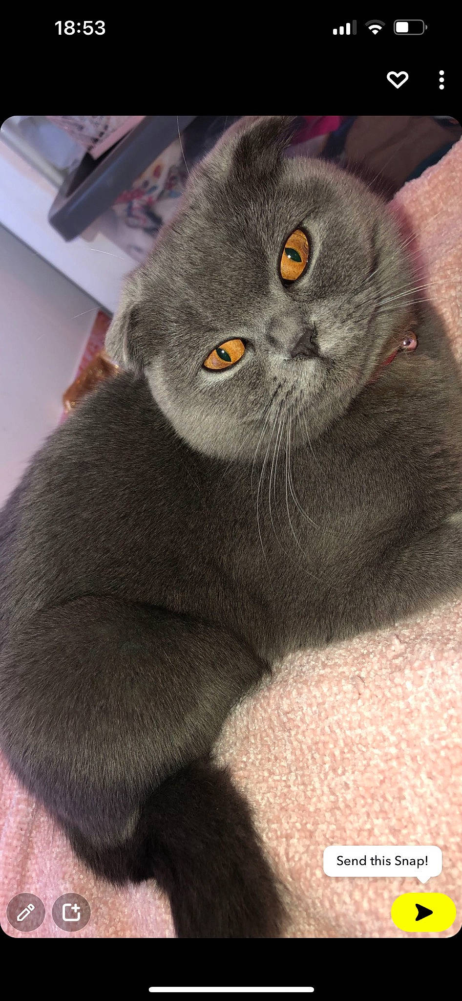 Fefe joined the competition — help win amazing prizes! carnivore, cat, domestic_short_haired_cat, felidae, fur, grey, small_to_medium_sized_cats, snout, tail, terrestrial_animal, whiskers