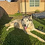 backyard, canine, collar, dog, fur, grass, greenery, house, husky, lawn, leash, pet, portrait, relaxed, shadow, stucco, sunlight, tongue_out, window, yard