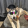 accessories, animal, bandana, blanket, canine, carpet, colorful, cozy, curtain, cute, dog, fur, helmet, husky, indoor, laying_down, pet_bed, relaxed, resting, sunglasses
