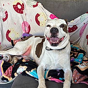 Ellie joined the competition — help win amazing prizes! dog, smiling_dog, pet, couch, blanket, donut_pattern, paws, tongue, collar, indoor, cozy, living_room, stairs, fleece, upholstery, white_coat, brown_spot, happy, portrait, close_up