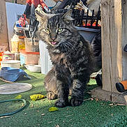 Buddie is registered to the contest to win money with this photo: cat, tabby, tongue_out, outdoor, green_surface, leaves, hose, wood_post, plastic_bins, decorations, halloween, scary_figure, skeleton_hand, sunlight, shadow, furry, pet, animal, playful, curious