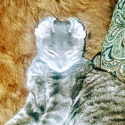 Sadie is registered to the contest to win money with this photo: cat, kitten, gray_cat, white_cat, sleeping, resting, relaxed, furry, fur, paws, whiskers, closed_eyes, pet, animal, cozy, blanket, textile, indoors, warm_lighting, portrait