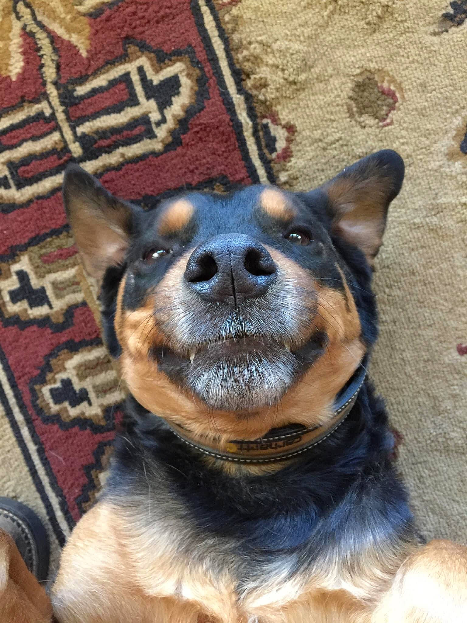 Tonka joined the competition — help win amazing prizes! canidae, carnivore, collar, companion_dog, dog, dog_breed, east_european_shepherd, fawn, fur, german_shepherd_dog, guard_dog, herding_dog, king_shepherd, paw, snout, sporting_group, terrestrial_animal, whiskers, window, working_animal