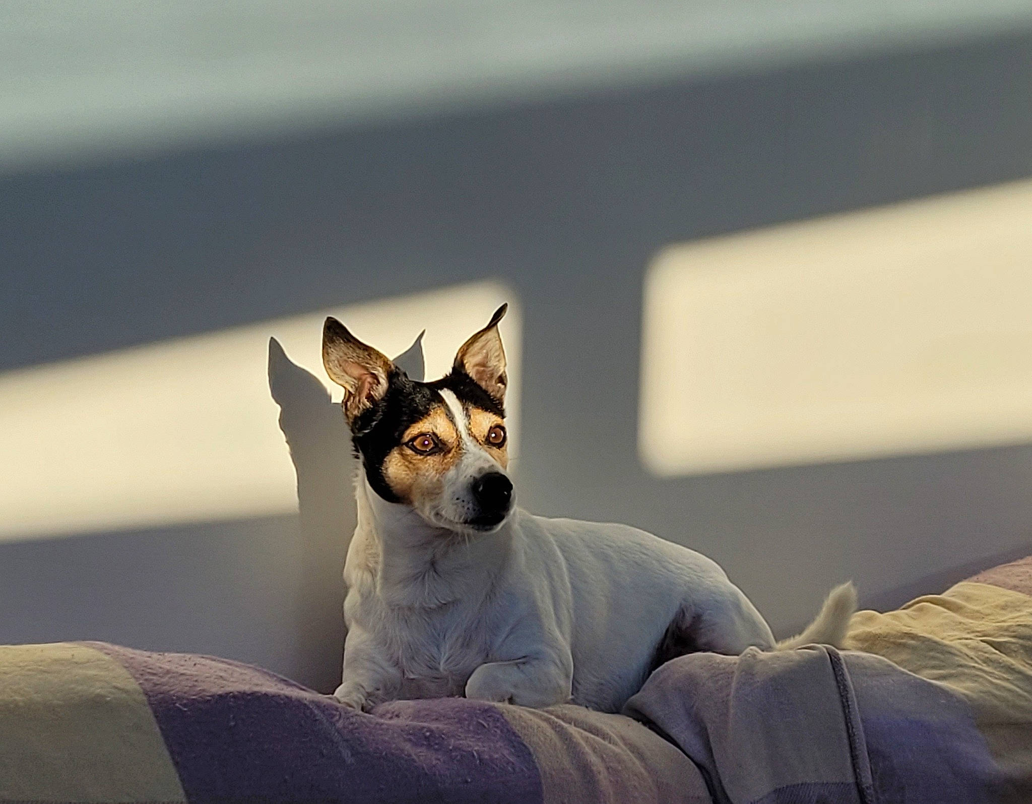 Tobi joined the competition — help win amazing prizes! ancient_dog_breeds, canidae, carnivore, comfort, companion_dog, dog, dog_breed, dog_supply, fawn, fur, non_sporting_group, paw, sitting, snout, sporting_group, terrestrial_animal, toy_dog, whiskers, working_animal