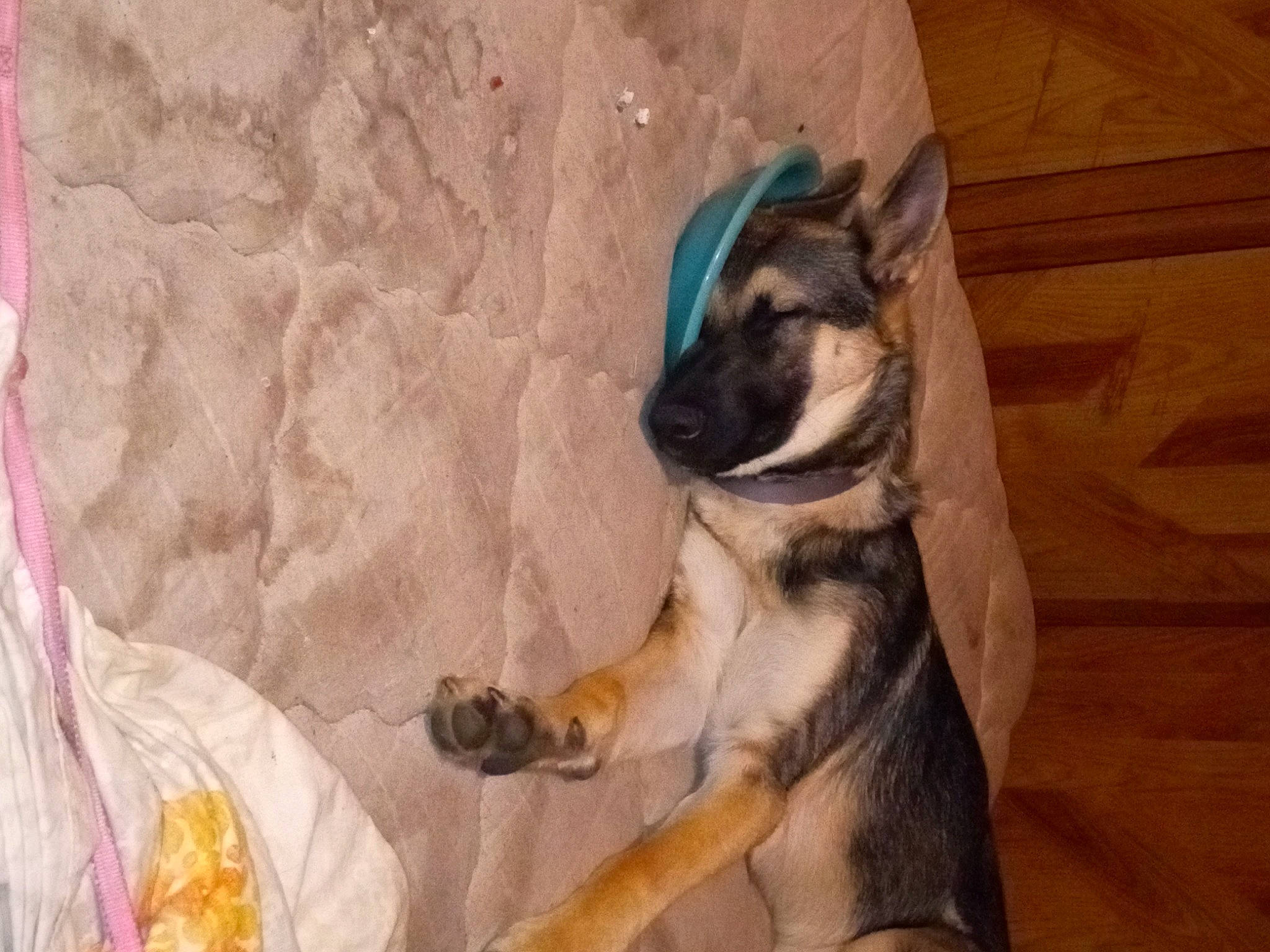 Vannah is registered to the contest to win money with this photo: canidae, carnivore, comfort, companion_dog, dog, dog_breed, fawn, felidae, foot, fur, hardwood, human_leg, paw, small_to_medium_sized_cats, snout, sporting_group, tail, terrestrial_animal, whiskers, wood