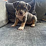 Dulcie joined the competition — help win amazing prizes! puppy, dog, couch, gray, indoor, pet, young, sitting, curious, window, family_photo, cozy, fur, ears, paws, face, home, animal, looking, expression