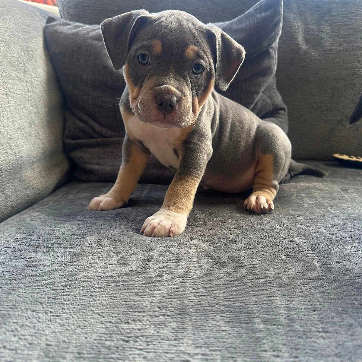 Dulcie joined the competition — help win amazing prizes! animal, couch, cozy, curious, dog, ears, expression, face, family_photo, fur, gray, home, indoor, looking, paws, pet, puppy, sitting, window, young