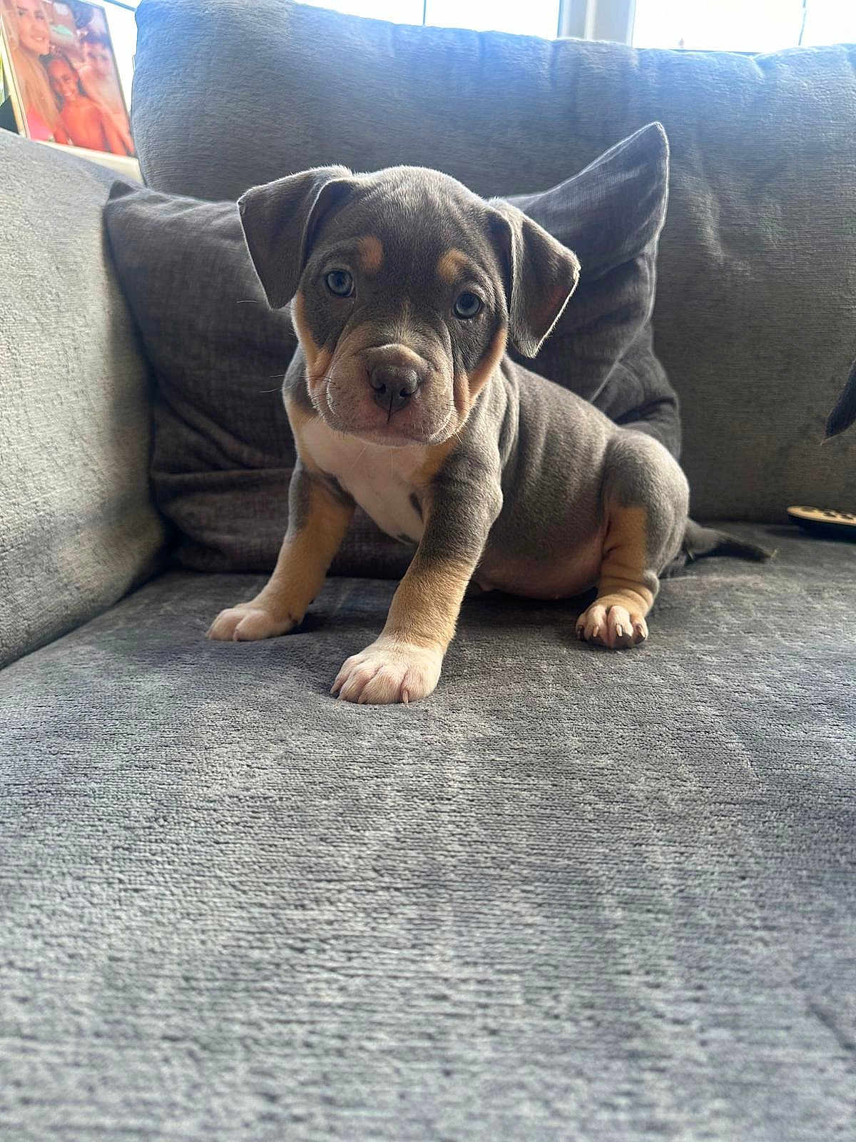 Dulcie joined the competition — help win amazing prizes! puppy, dog, couch, gray, indoor, pet, young, sitting, curious, window, family_photo, cozy, fur, ears, paws, face, home, animal, looking, expression