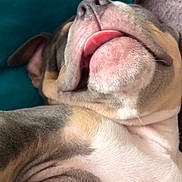 Dulcie is registered to the contest to win money with this photo: dog, sleeping, tongue_out, close_up, fur, wrinkles, cute, pet, canine, resting, indoors, cozy, blanket, cushion, relaxed, animal, snout, nose, ear, mouth