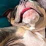 dog, sleeping, tongue_out, close_up, fur, wrinkles, cute, pet, canine, resting, indoors, cozy, blanket, cushion, relaxed, animal, snout, nose, ear, mouth