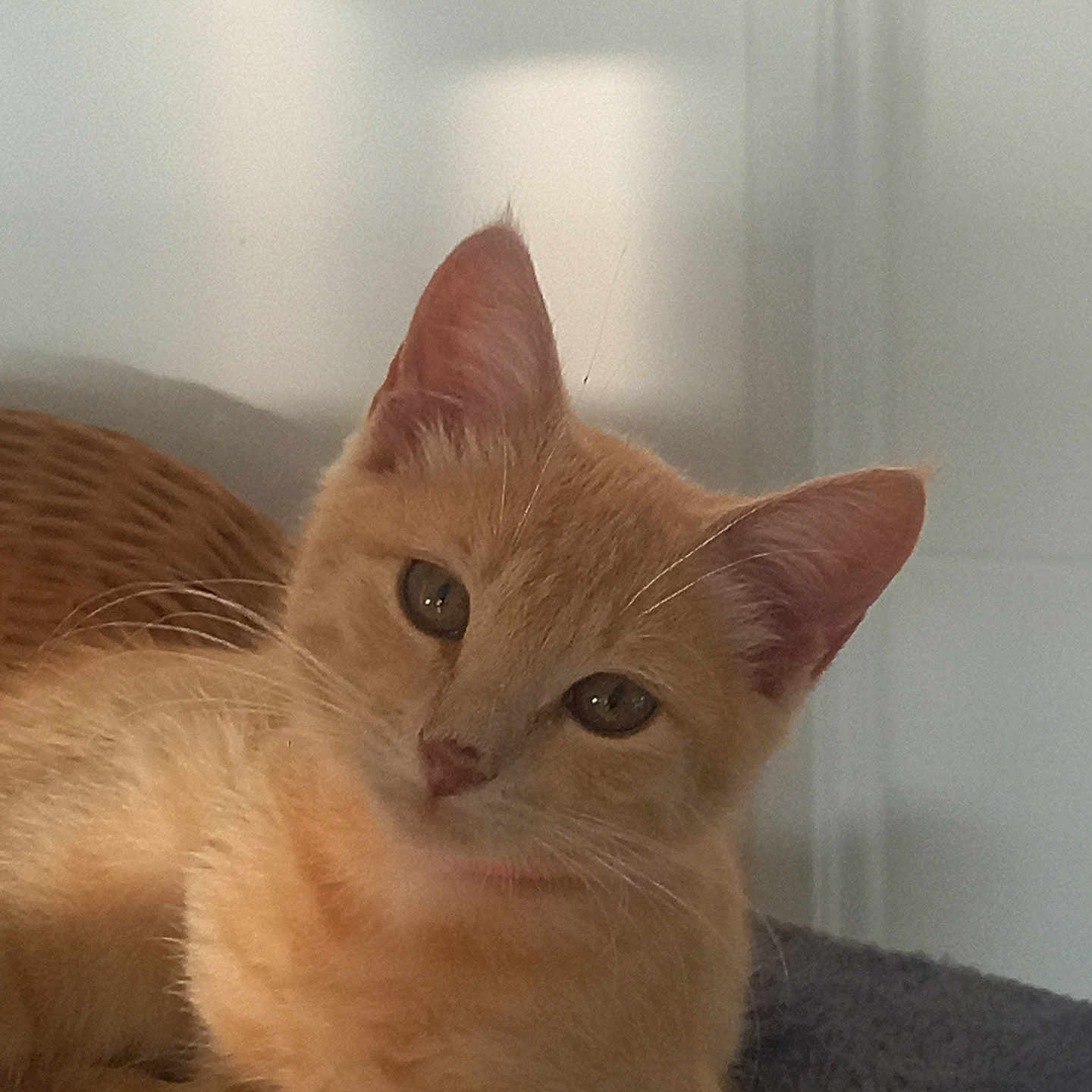 Astrale a rejoint le concours — aidez-le/la à gagner de superbes lots ! animal, basket, cat, closeup, cozy, cute, domestic_cat, ears, eyes, fur, furniture, indoor, kitten, orange_cat, pet, resting, sleepy, soft_light, whiskers, young_cat