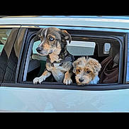 Jump participe au concours pour gagner de l'argent avec cette photo : alert, animal, blue_eyes, car, companion, curious, cute, daylight, dog, domestic_animal, fluffy, looking_out, pet, portrait, side_view, sitting, travel, two_dogs, vehicle, window