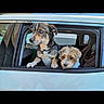 alert, animal, blue_eyes, car, companion, curious, cute, daylight, dog, domestic_animal, fluffy, looking_out, pet, portrait, side_view, sitting, travel, two_dogs, vehicle, window
