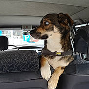 Lupo participe au concours pour gagner de l'argent avec cette photo : dog, blue_eyes, car_interior, seat, backseat, pet, animal, looking, curious, brown_fur, white_fur, collar, vehicle, window, parking_sign, transportation, domestic_animal, alert, side_view, indoor