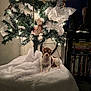 chihuahua, small_dog, dog, pet, christmas_tree, christmas_lights, ornament, indoor, blanket, white, cozy, decoration, holiday, festive, shelf, dvd, phone, cute, animal, fur