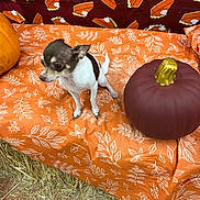 Chichi is registered to the contest to win money with this photo: chihuahua, dog, pumpkin, fall, autumn, leaf_pattern, orange, brown, hay, tablecloth, small_dog, decorations, festive, background, pie_slices, pet, animal, indoors, cute, holiday
