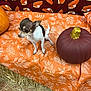 chihuahua, dog, pumpkin, fall, autumn, leaf_pattern, orange, brown, hay, tablecloth, small_dog, decorations, festive, background, pie_slices, pet, animal, indoors, cute, holiday