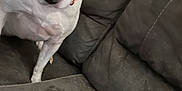 Lala joined the competition — help win amazing prizes! dog, white_dog, collar, couch, person, face, indoor, relaxed, pet, home, furniture, curious, seated, brown_eyes, ear, black_nose, skin, hair, living_room, comfort