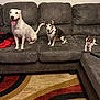 Lala is registered to the contest to win money with this photo: dog, couch, living_room, carpet, remote_control, pet, indoor, three_dogs, happy, white_dog, brown_dog, small_dog, furniture, seated, tongue_out, ears_up, home, relaxing, animal, tongue_licking