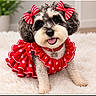 dog, puppy, pet, portrait, red_dress, bows, costume, frills, polka_dots, tongue_out, happy, sitting, lying_down, curly_fur, black_and_white, collar, indoor, fluffy_rug, home, cute