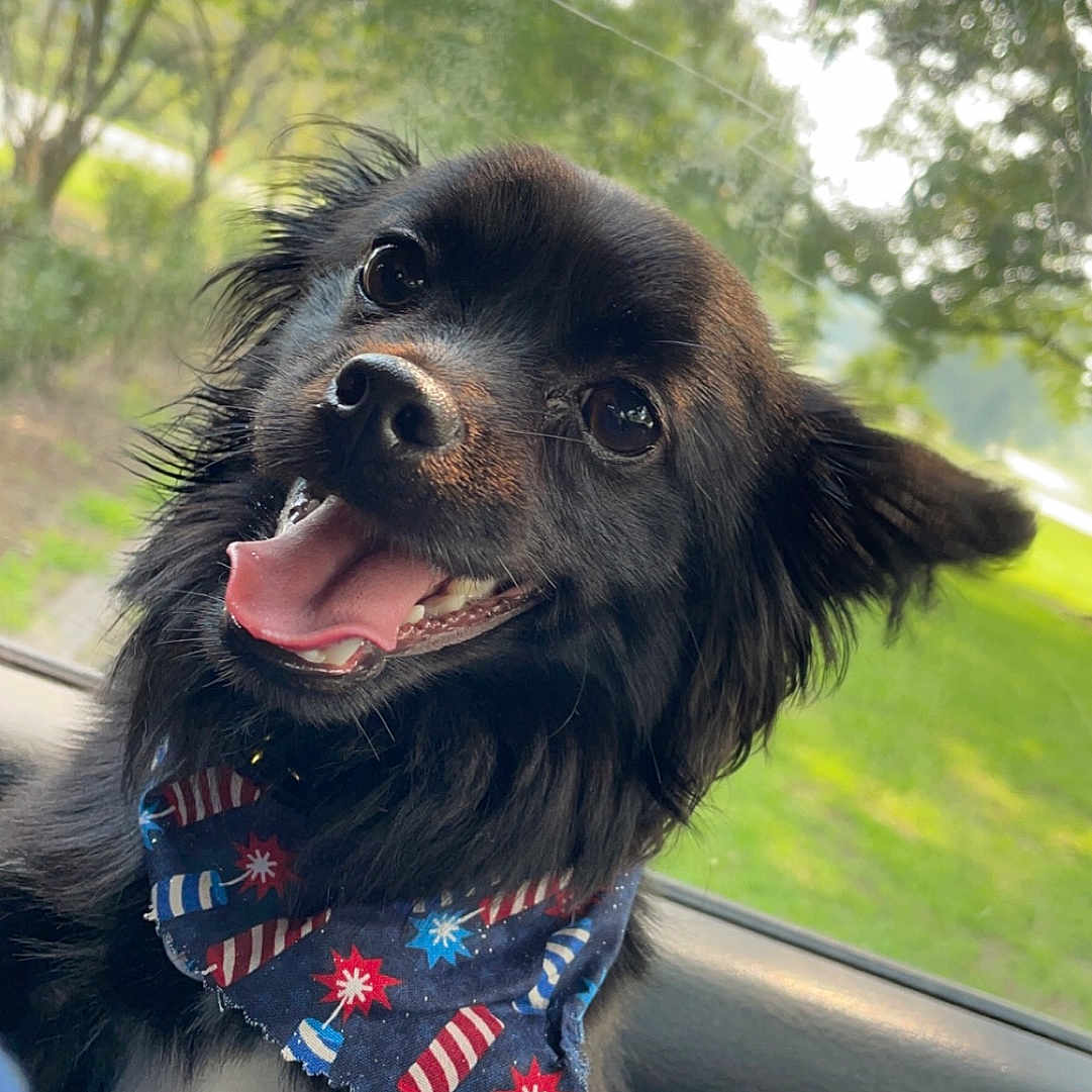 Grizzly is registered to the contest to win money with this photo: accessories, animal, bandana, canine, cockerspaniel, dog, face, grass, head, headband, outdoors, person, pet, photography, plant, portrait, puppy, strap, tree, vegetation